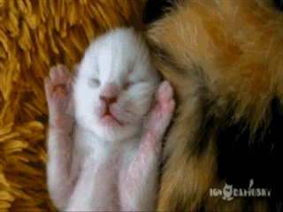gifs_02.gif