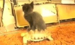 gifs_15.gif