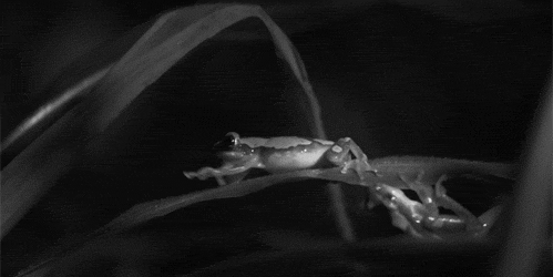 gifs_07.gif